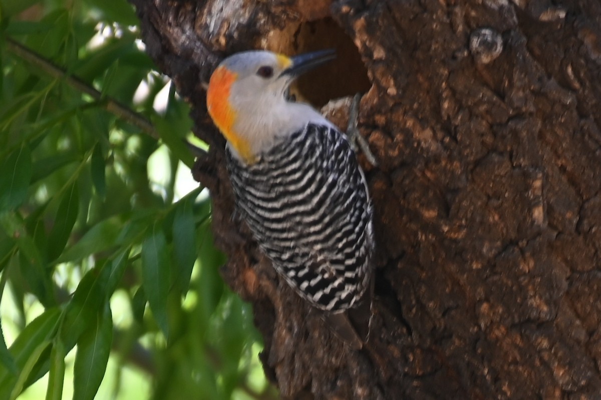 Golden-fronted Woodpecker - ML617858878