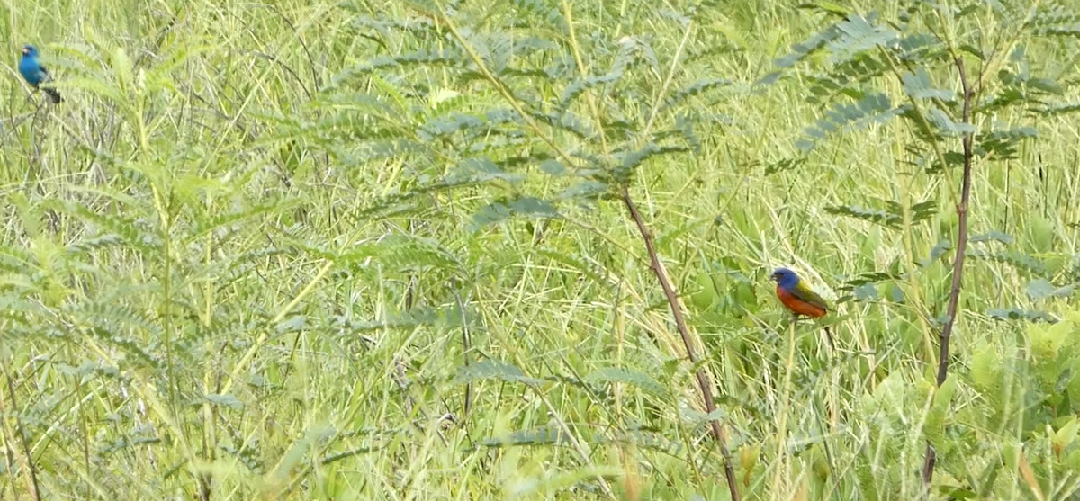 Painted Bunting - ML617858882