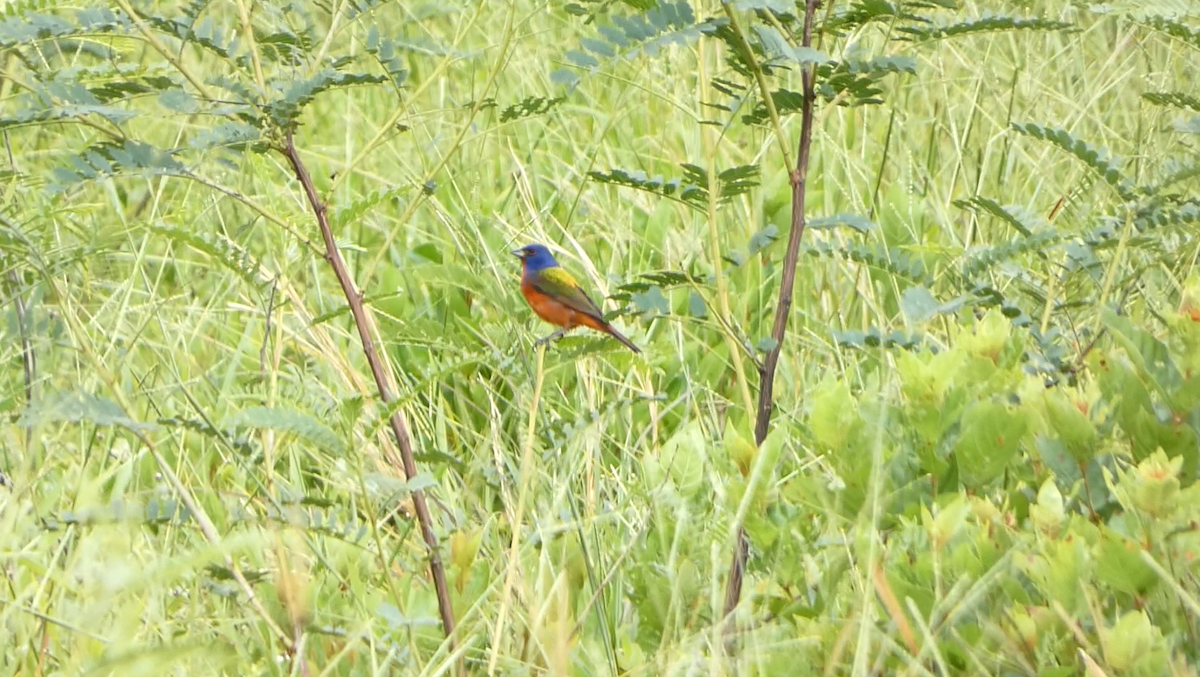 Painted Bunting - ML617858883