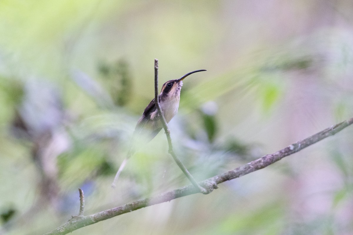 Scale-throated Hermit - ML617858884