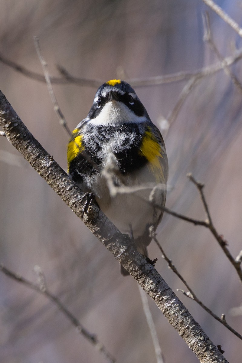 Yellow-rumped Warbler (Myrtle) - ML617858885