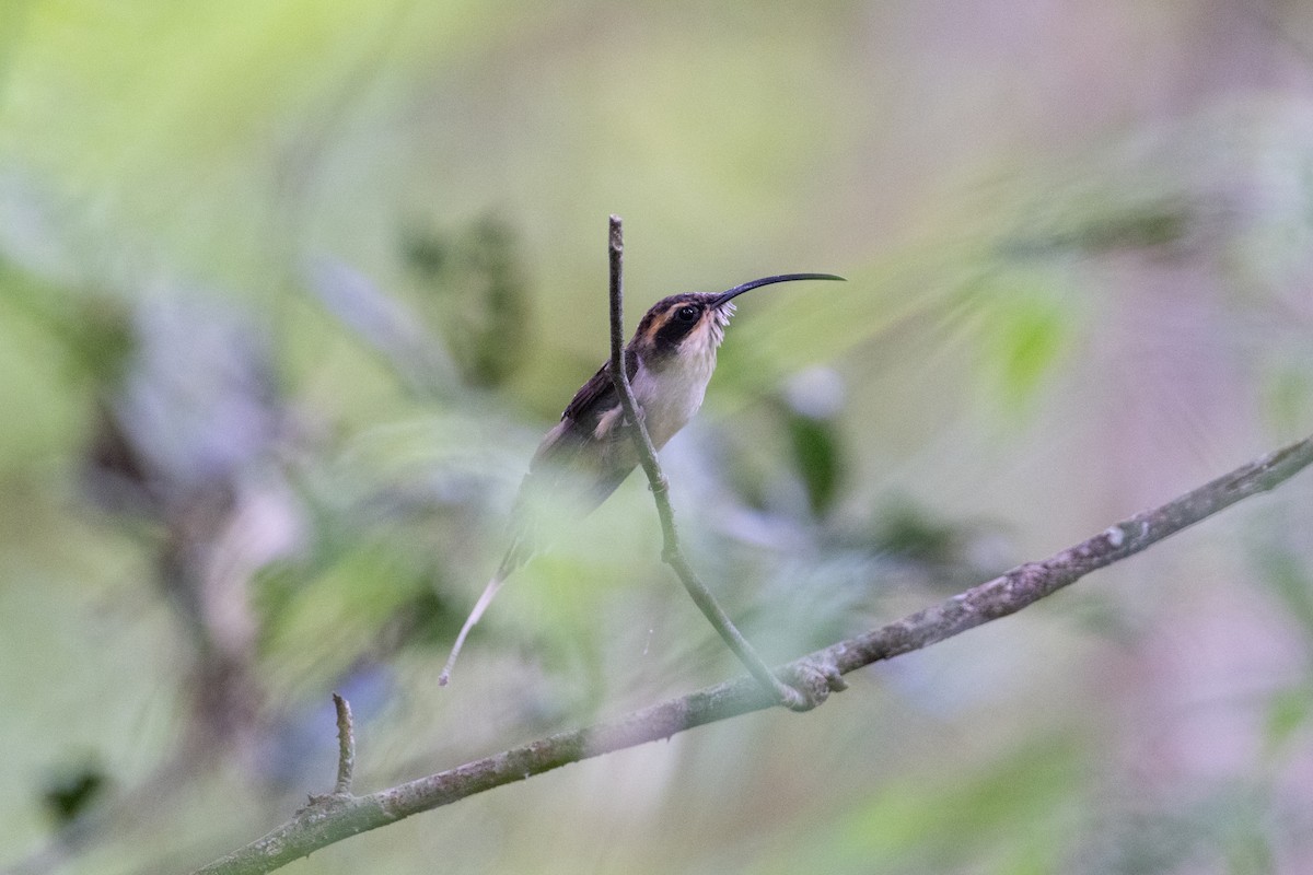 Scale-throated Hermit - ML617858887