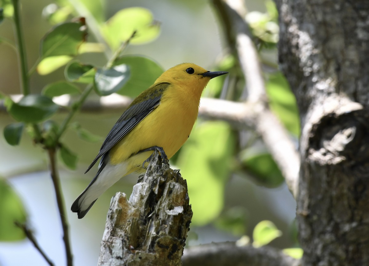 Prothonotary Warbler - ML617858890