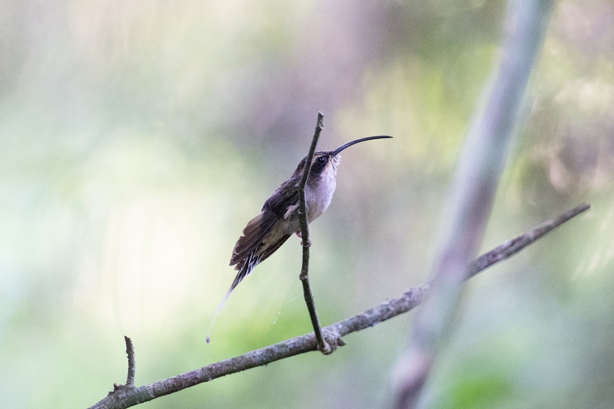 Scale-throated Hermit - ML617858891