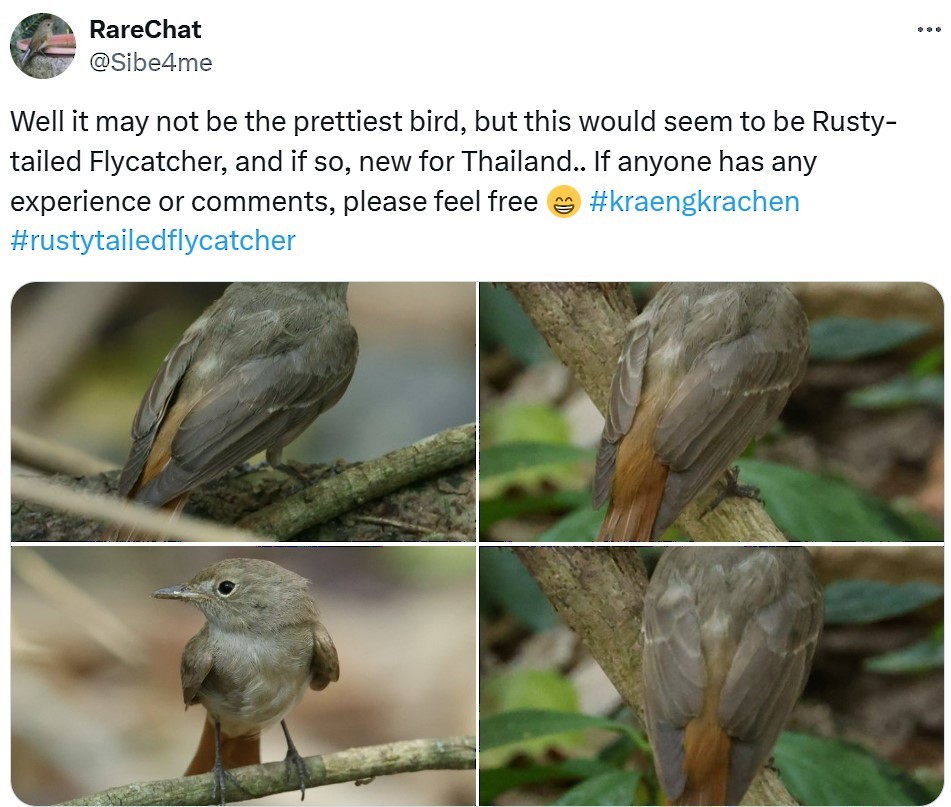 Rusty-tailed Flycatcher - Bird Conservation Society of Thailand
