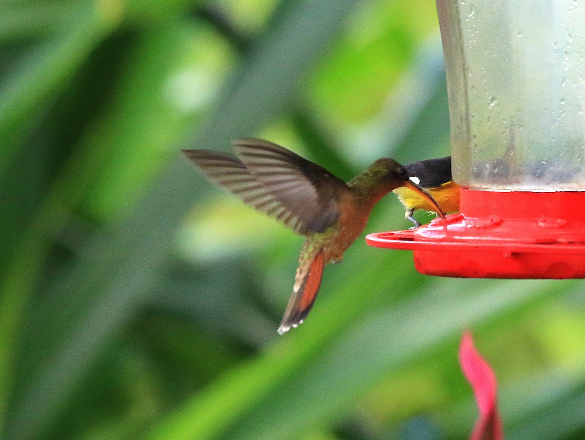 Rufous-breasted Hermit - ML617858905