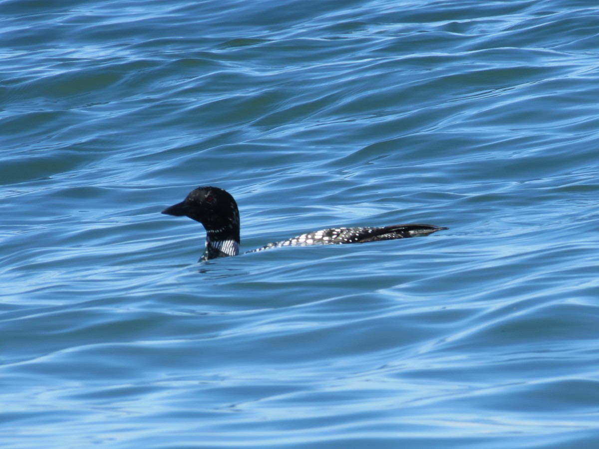 Common Loon - Michael Barry