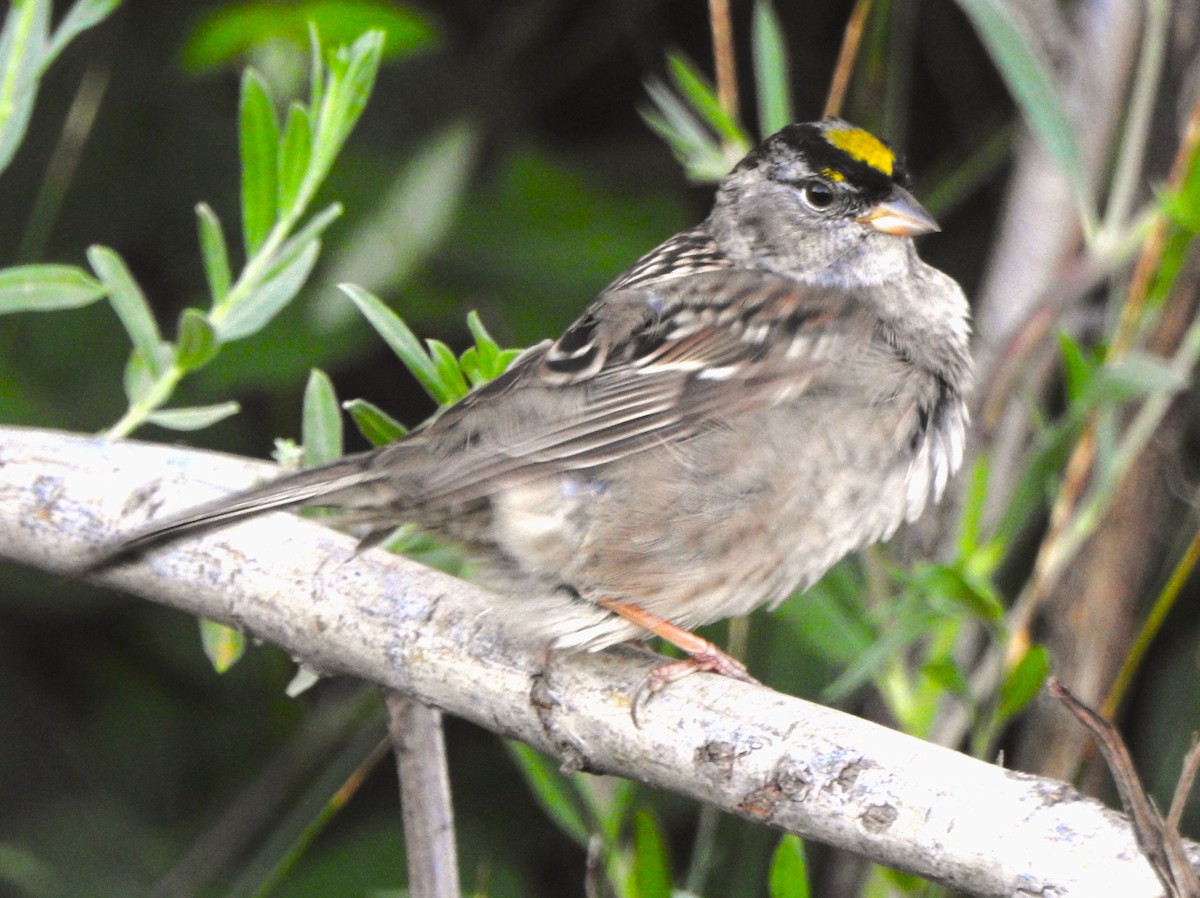Golden-crowned Sparrow - ML617858971
