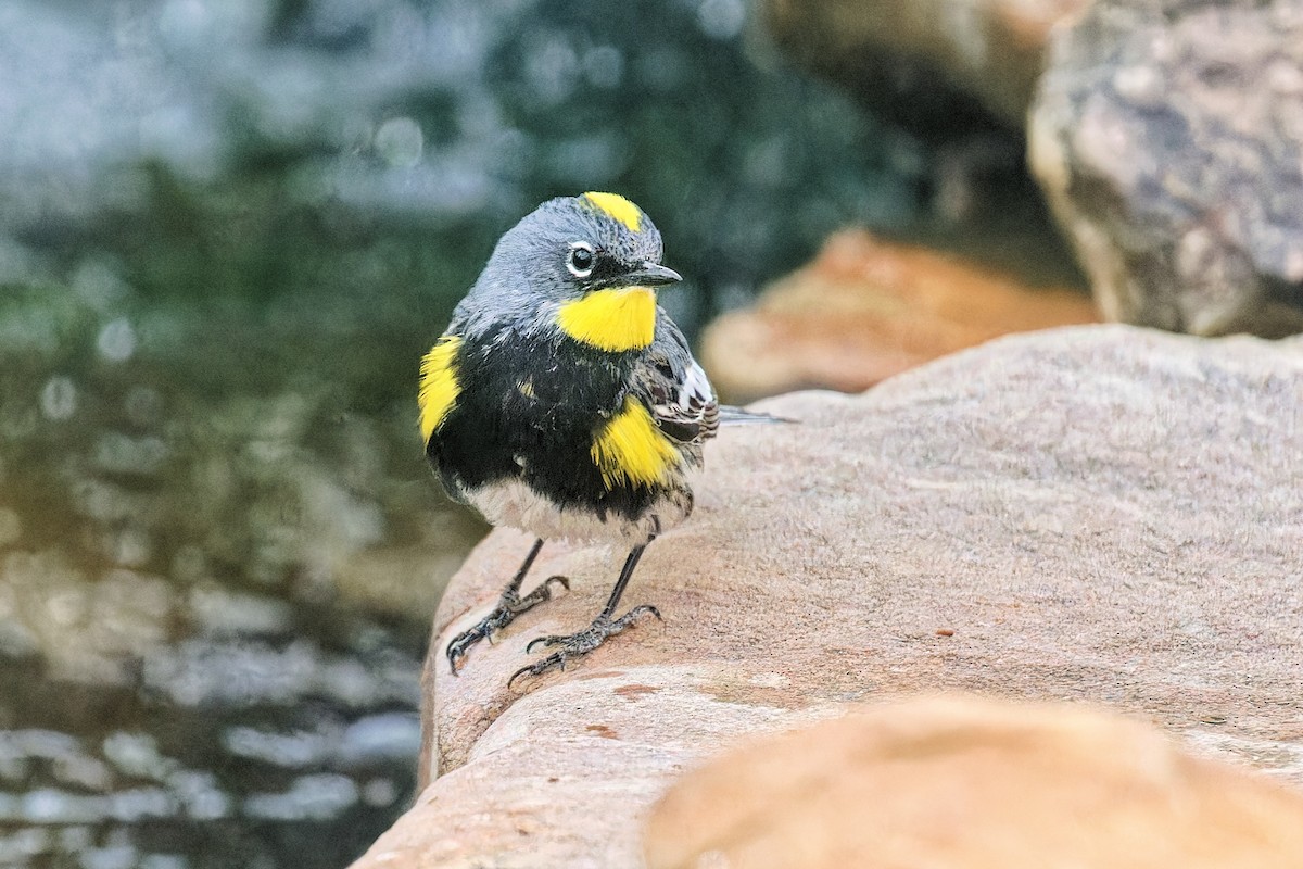 Yellow-rumped Warbler (Audubon's) - ML617858993