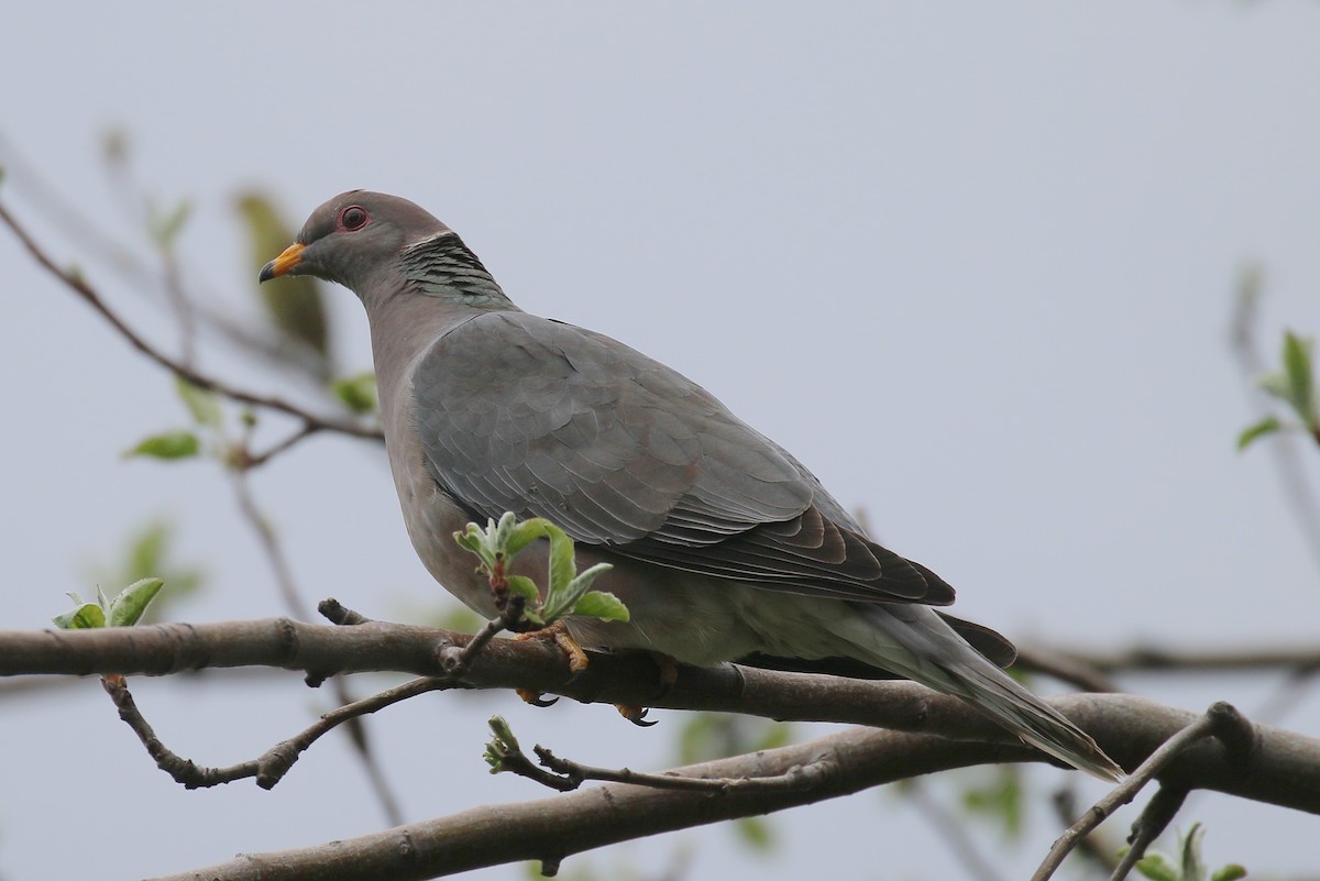 Band-tailed Pigeon - Debby Parker