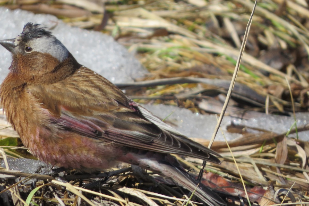 Gray-crowned Rosy-Finch - Dave Russum