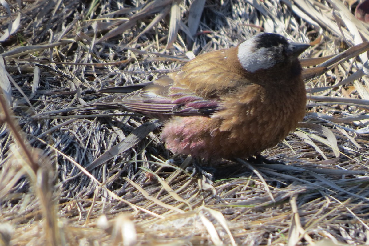 Gray-crowned Rosy-Finch - ML617859039