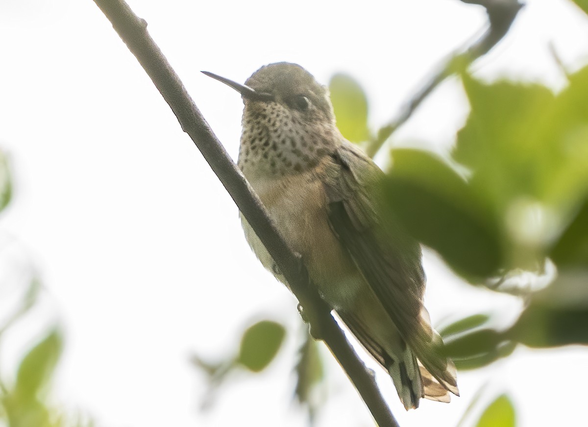 Calliope Hummingbird - Jerry Ting