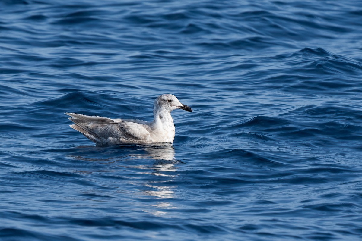 Glaucous-winged Gull - Andrea C