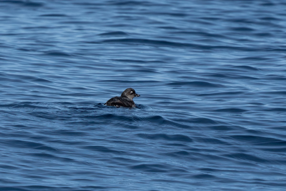 Cassin's Auklet - Andrea C