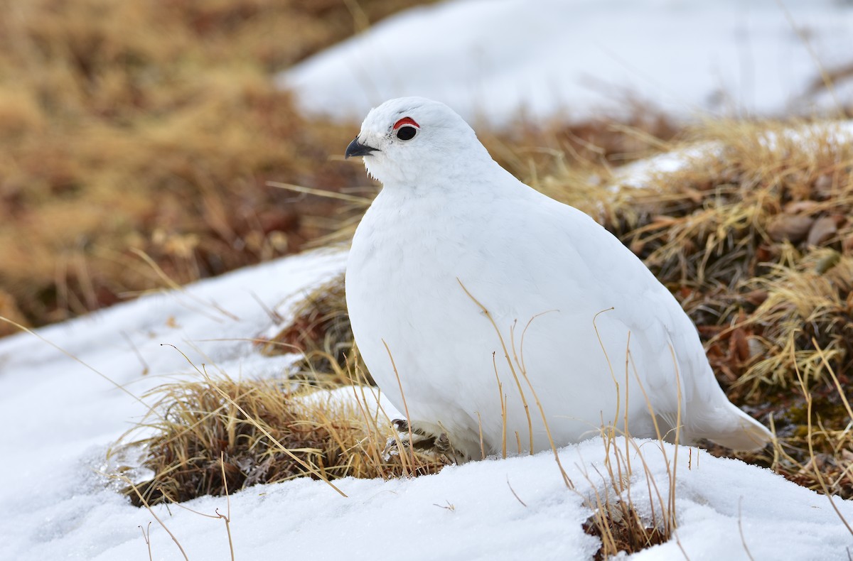 White-tailed Ptarmigan - Dean Hester