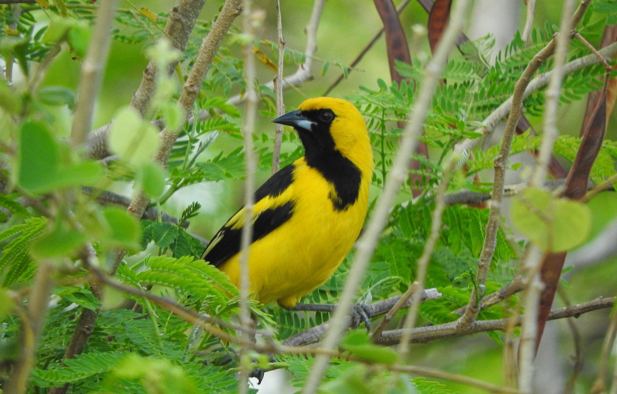 Yellow-tailed Oriole - ML617859157