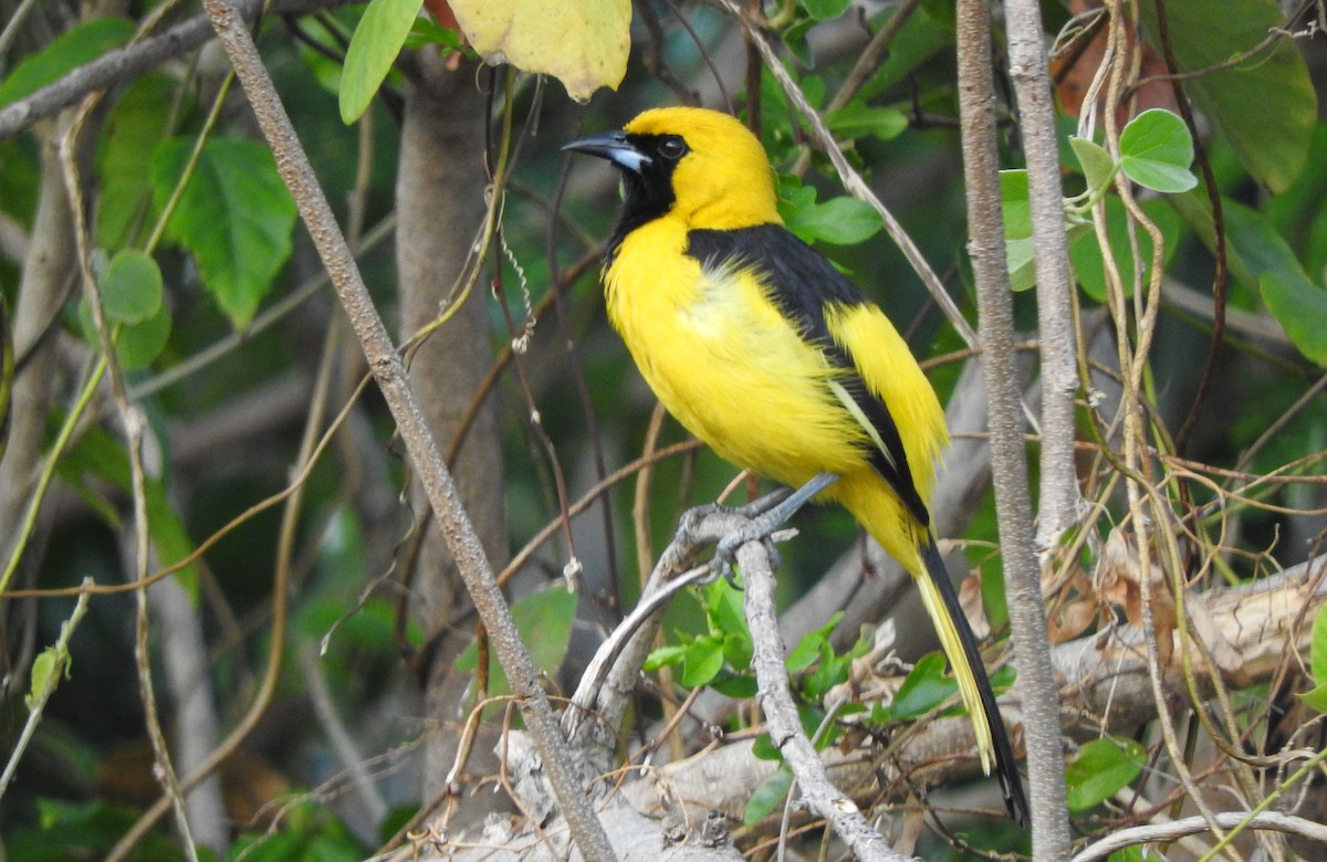Yellow-tailed Oriole - ML617859159