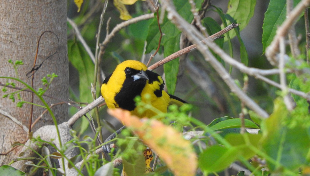 Yellow-tailed Oriole - ML617859165