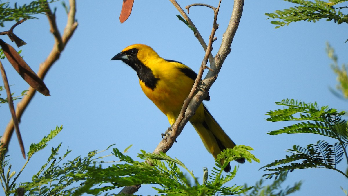 Yellow-tailed Oriole - ML617859167