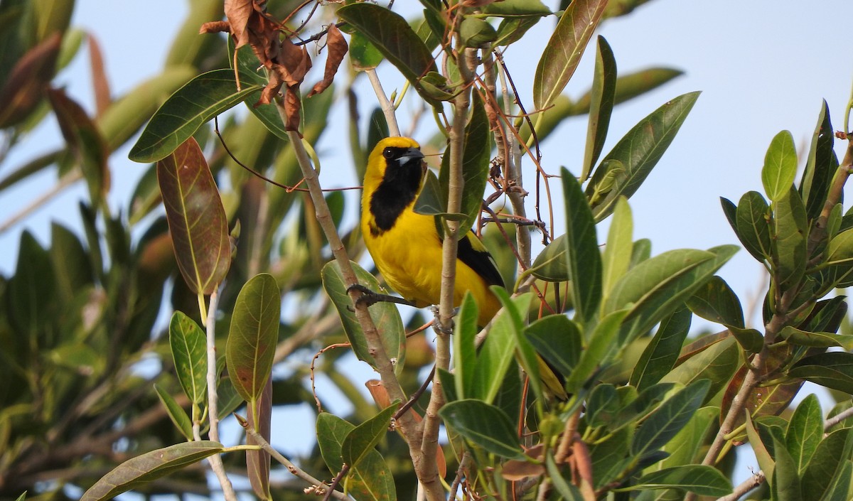 Yellow-tailed Oriole - ML617859173