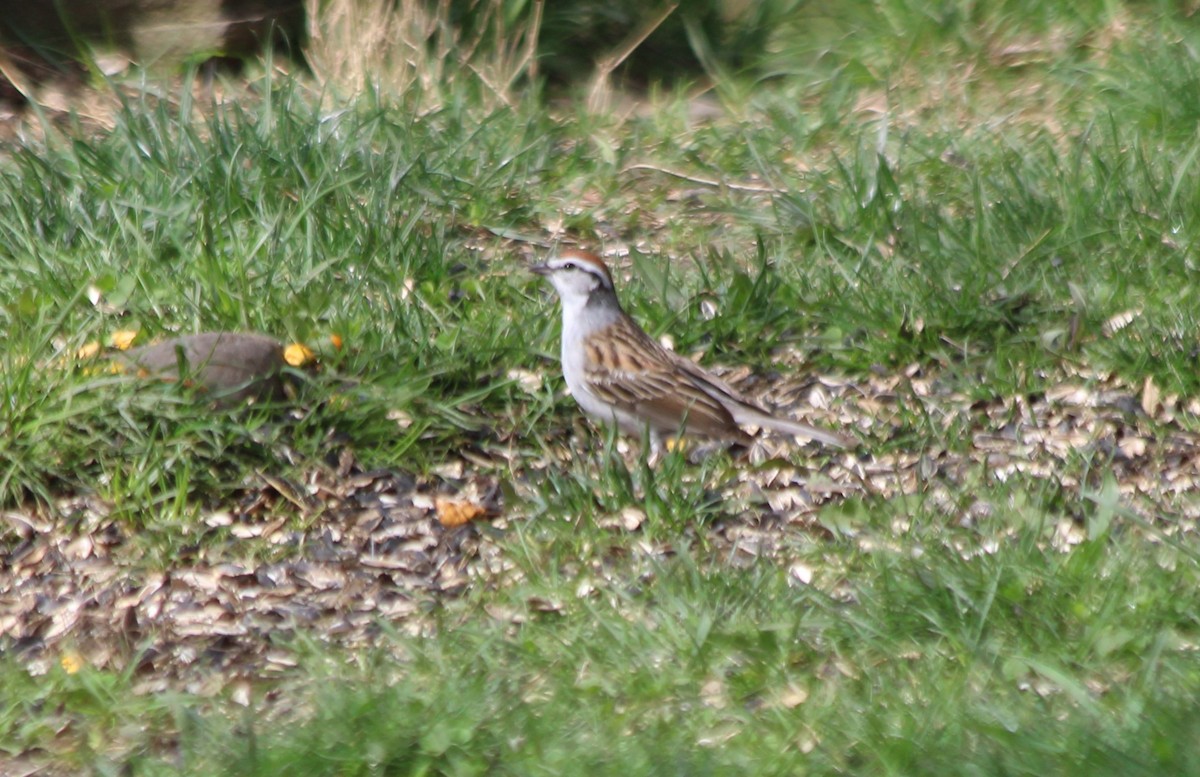 Chipping Sparrow - ML617859206