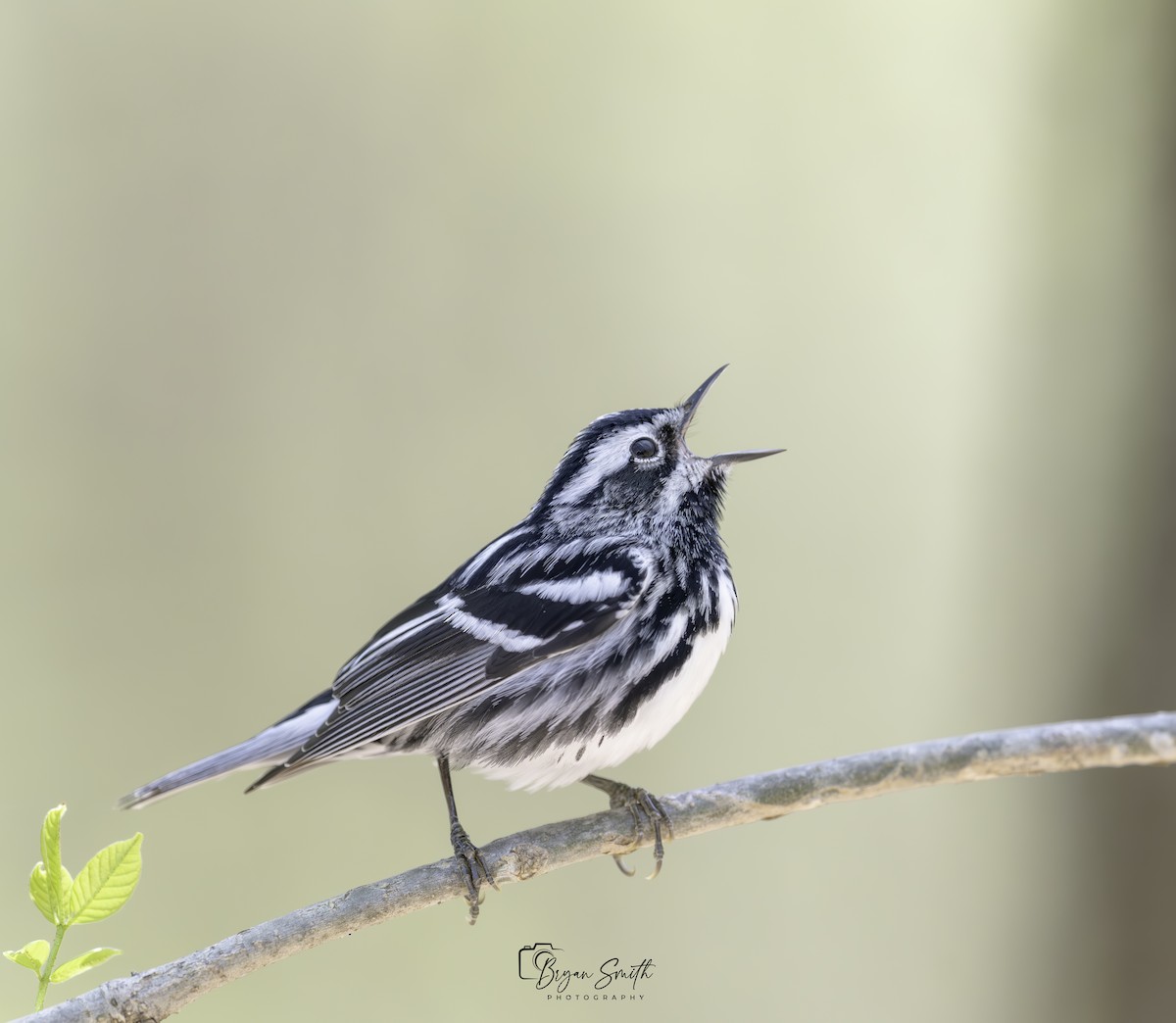 Black-and-white Warbler - ML617859240