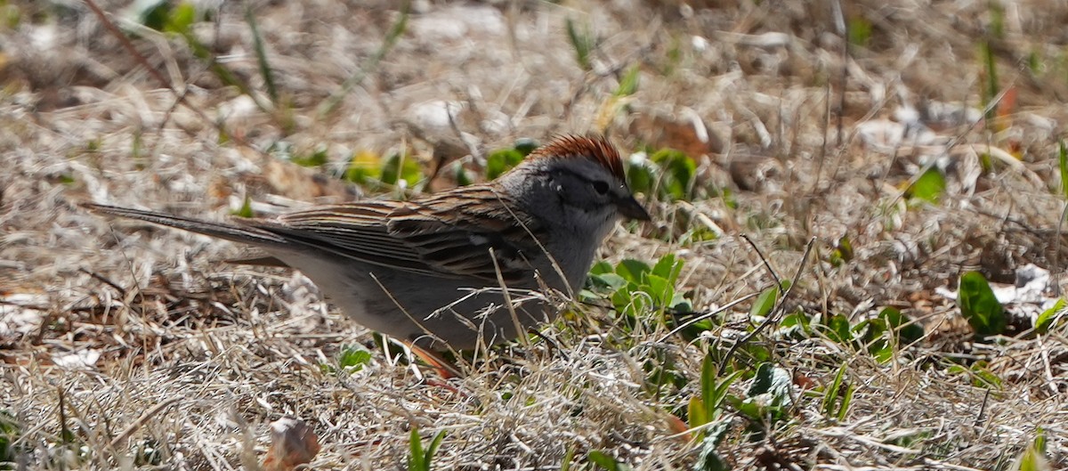 Chipping Sparrow - ML617859286