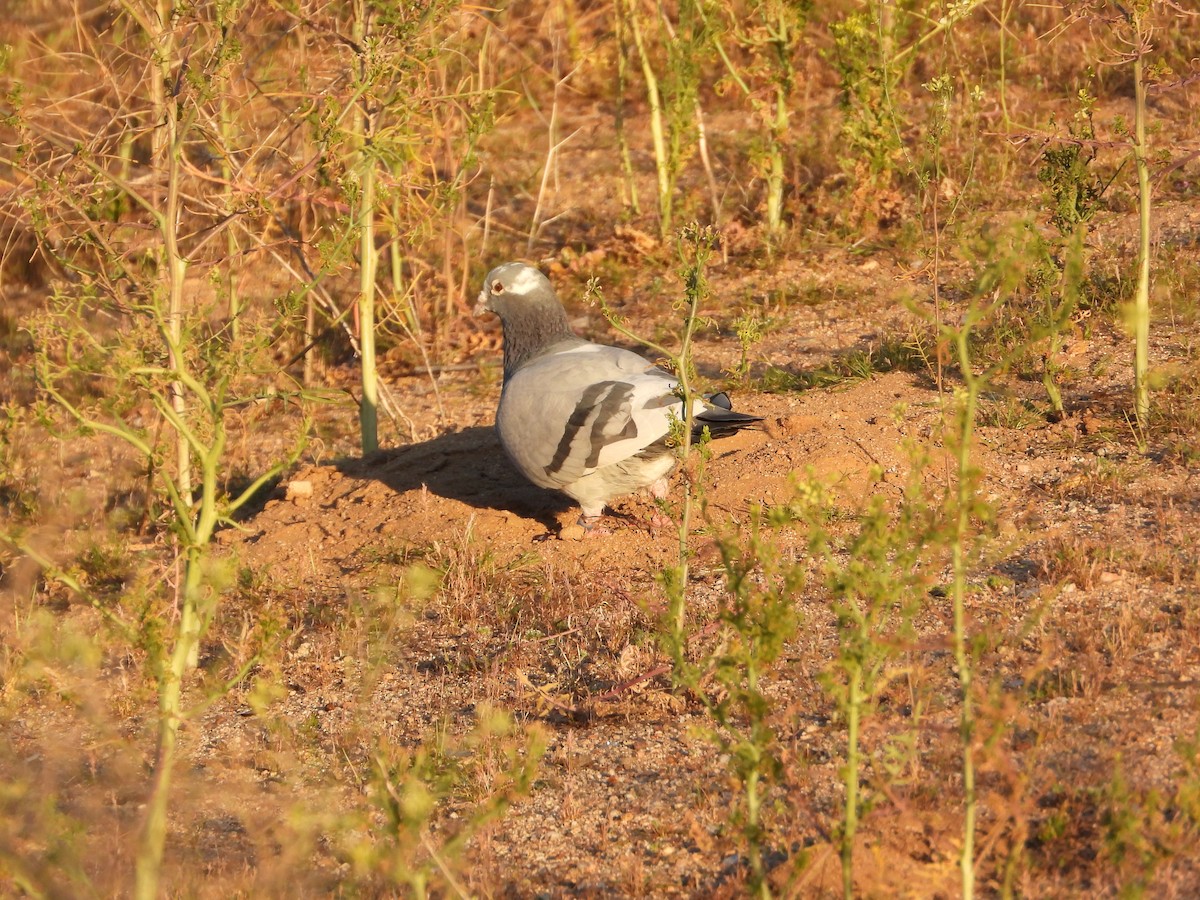 Rock Pigeon (Feral Pigeon) - ML617859394