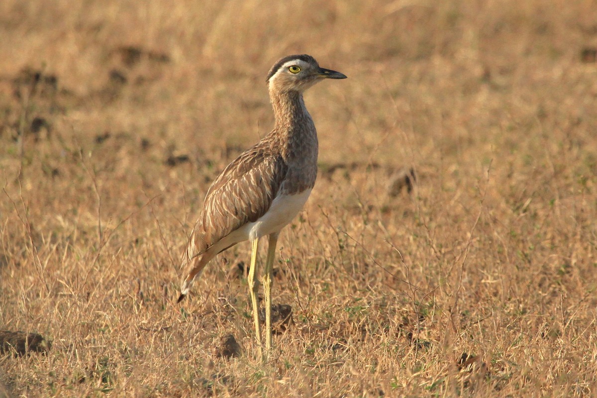 Double-striped Thick-knee - ML617859566
