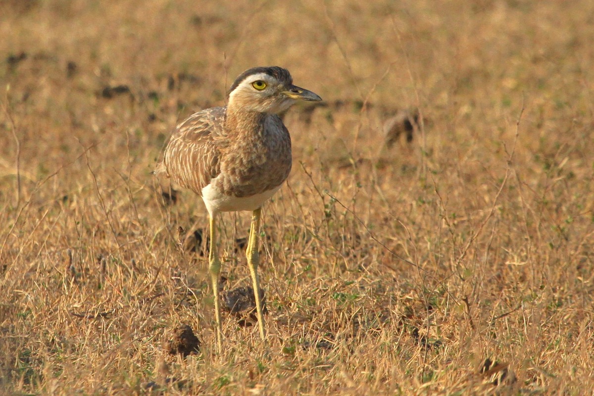 Double-striped Thick-knee - ML617859569