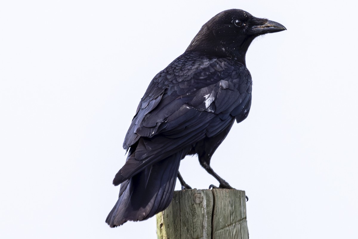 Common Raven - Jef Blake
