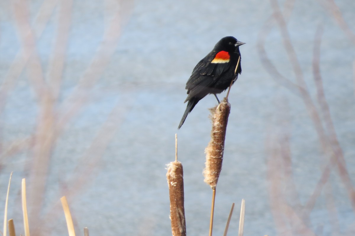 Red-winged Blackbird - ML617859616