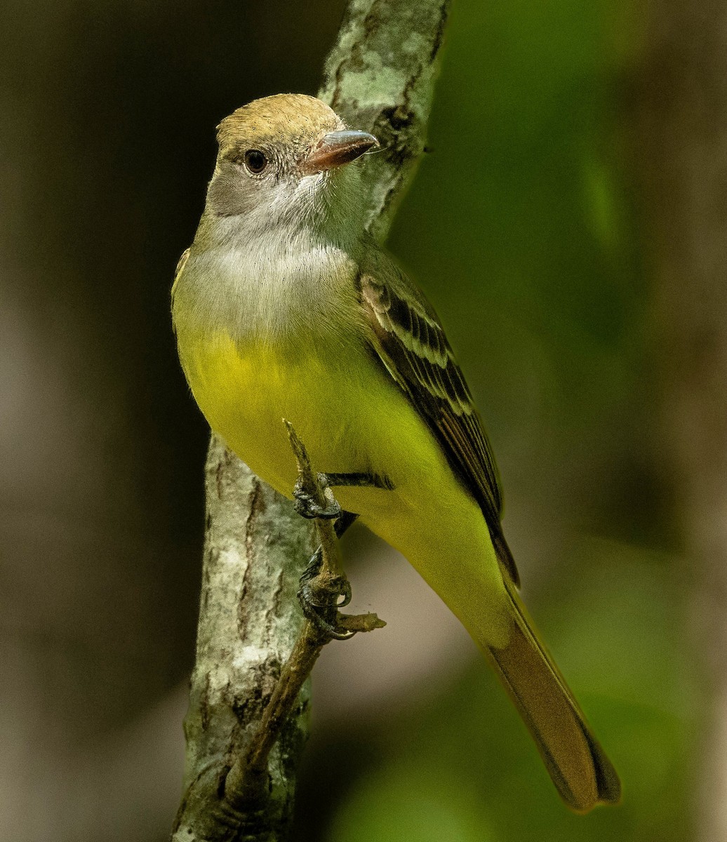 Great Crested Flycatcher - ML617859622