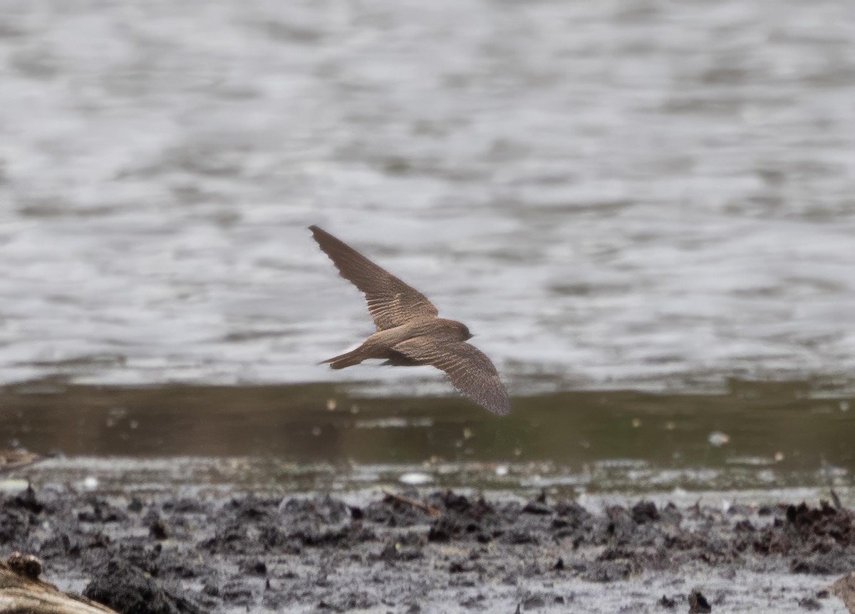 Northern Rough-winged Swallow - ML617859627