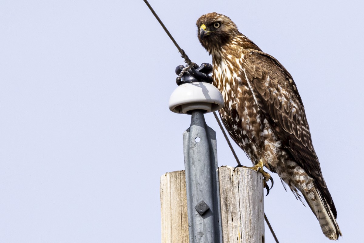 Red-tailed Hawk - ML617859653
