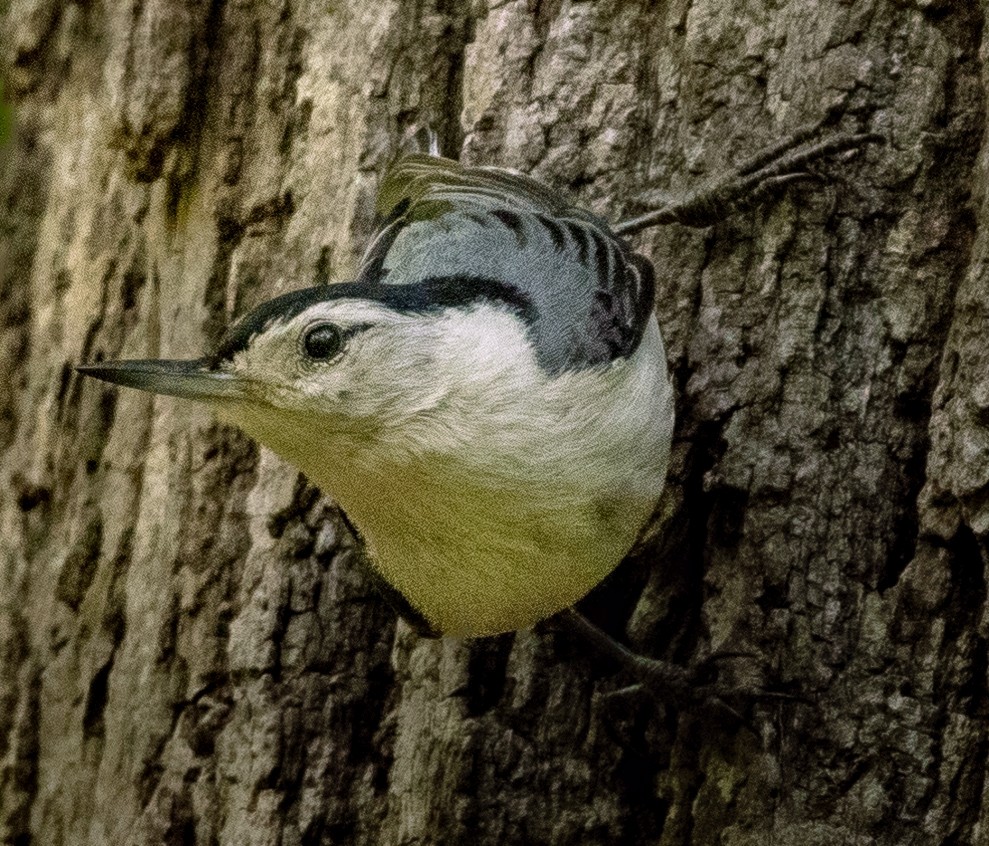 White-breasted Nuthatch - ML617859655