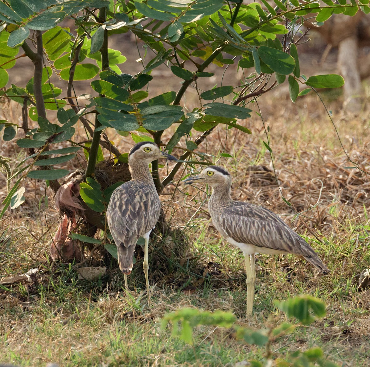 Double-striped Thick-knee - ML617859677