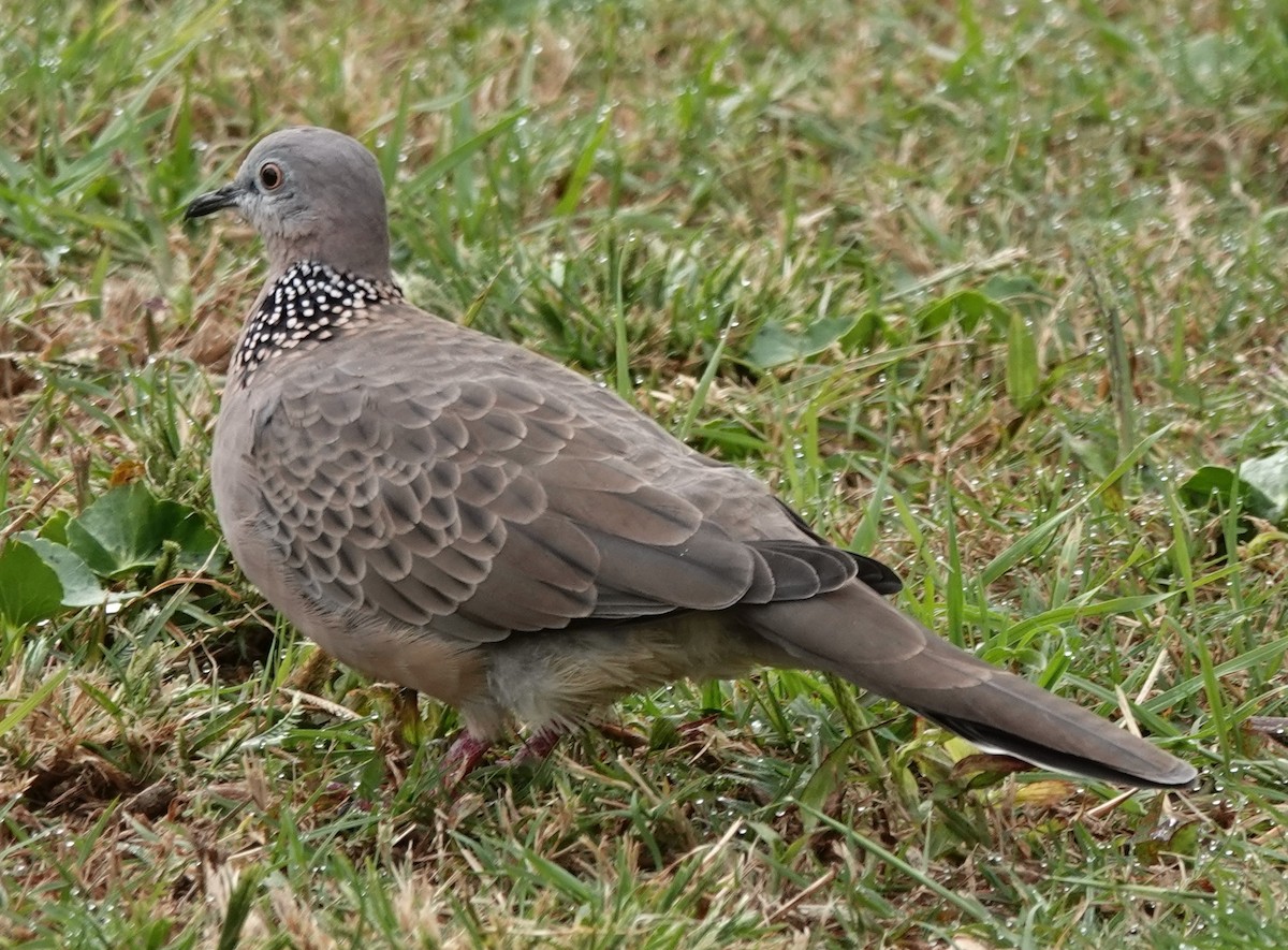 Spotted Dove - ML617859707