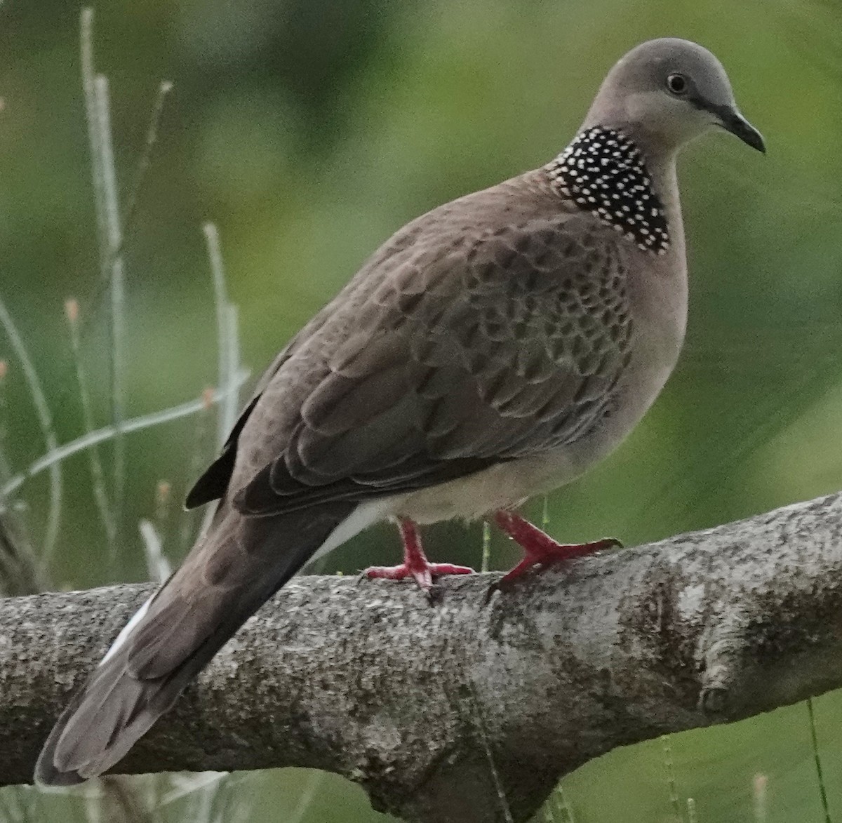 Spotted Dove - ML617859708