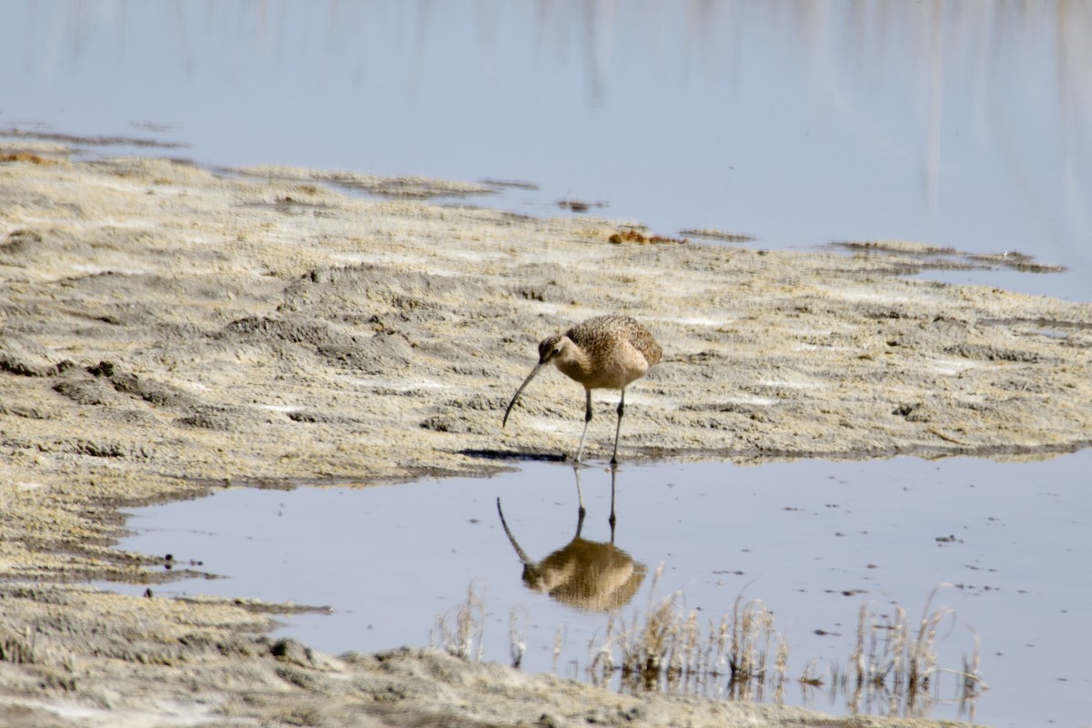Long-billed Curlew - ML617859736