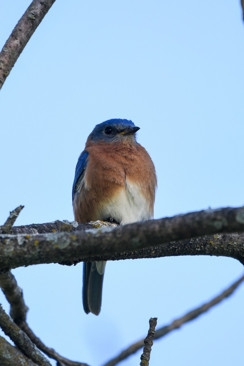 Eastern Bluebird - Hunter Hebenstreit