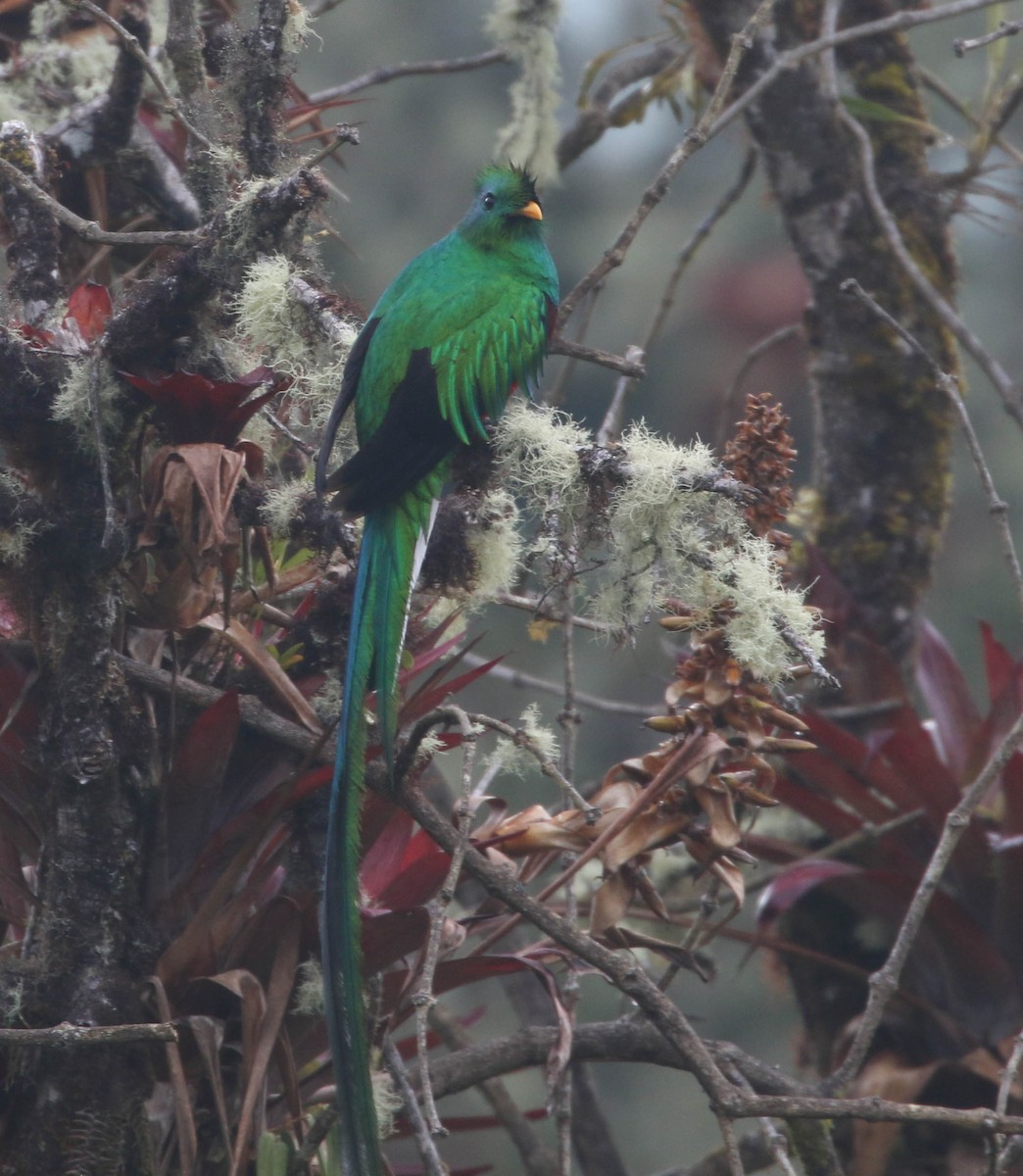 Resplendent Quetzal (Costa Rican) - Roger Higbee