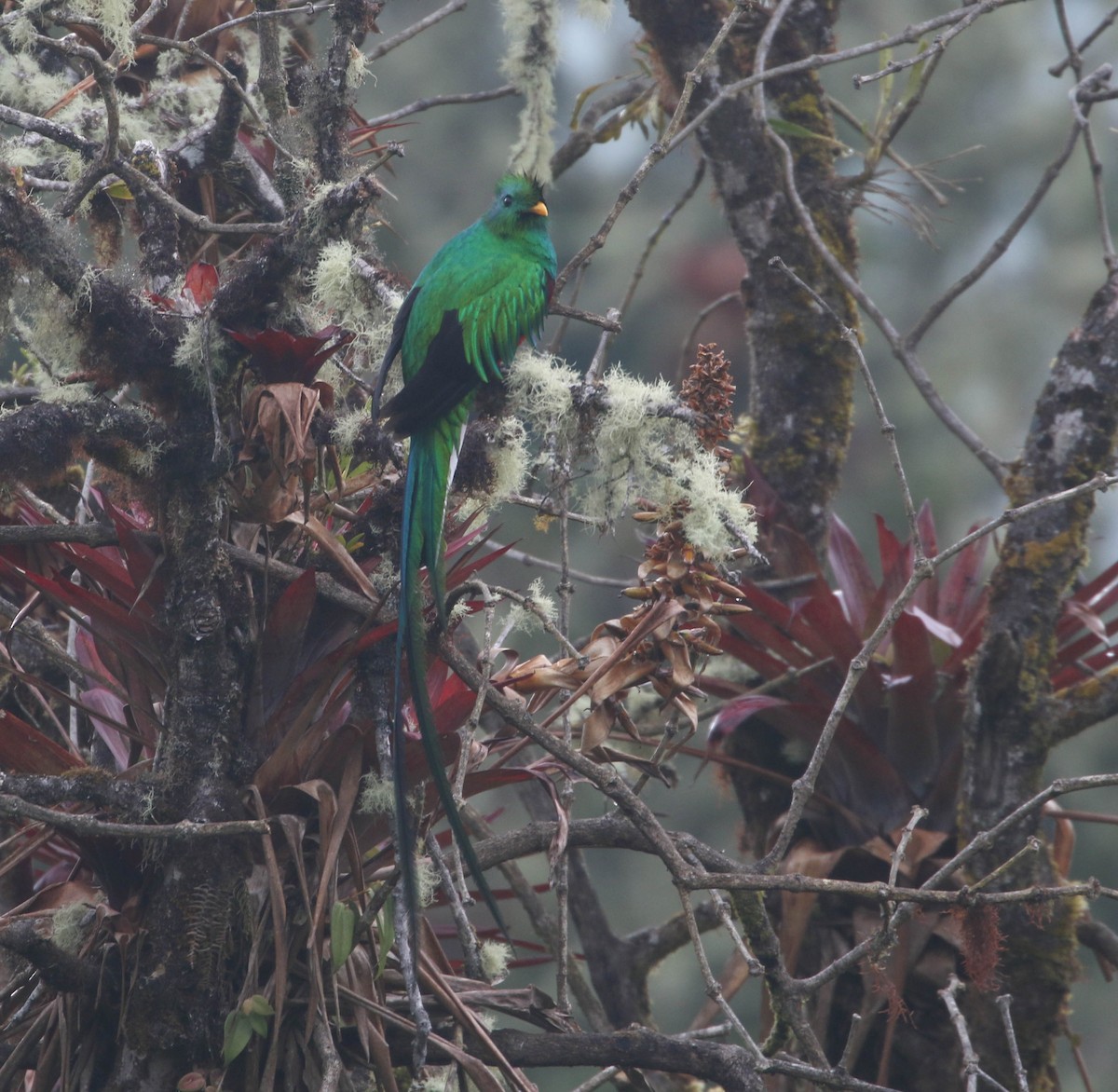 Resplendent Quetzal (Costa Rican) - ML617859790