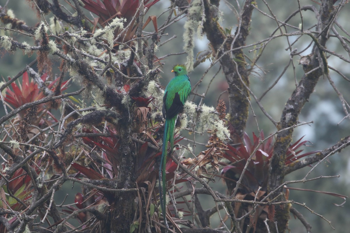 Resplendent Quetzal (Costa Rican) - ML617859791