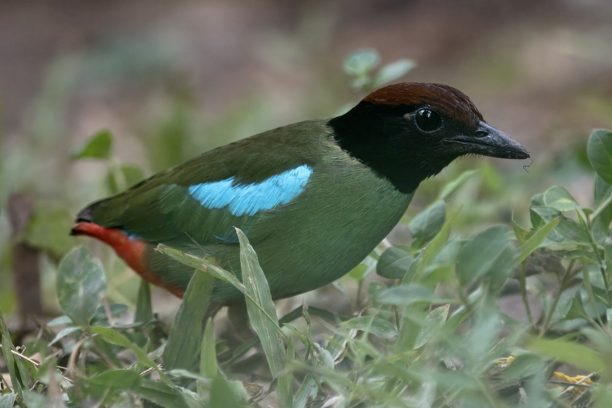 Western Hooded Pitta (Chestnut-crowned) - ML617859801