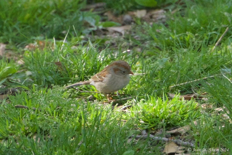 Field Sparrow - ML617859838