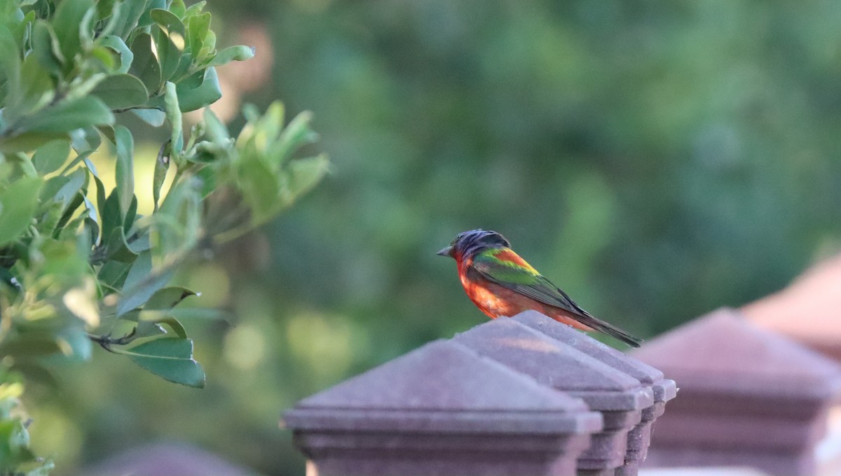 Painted Bunting - ML617859864