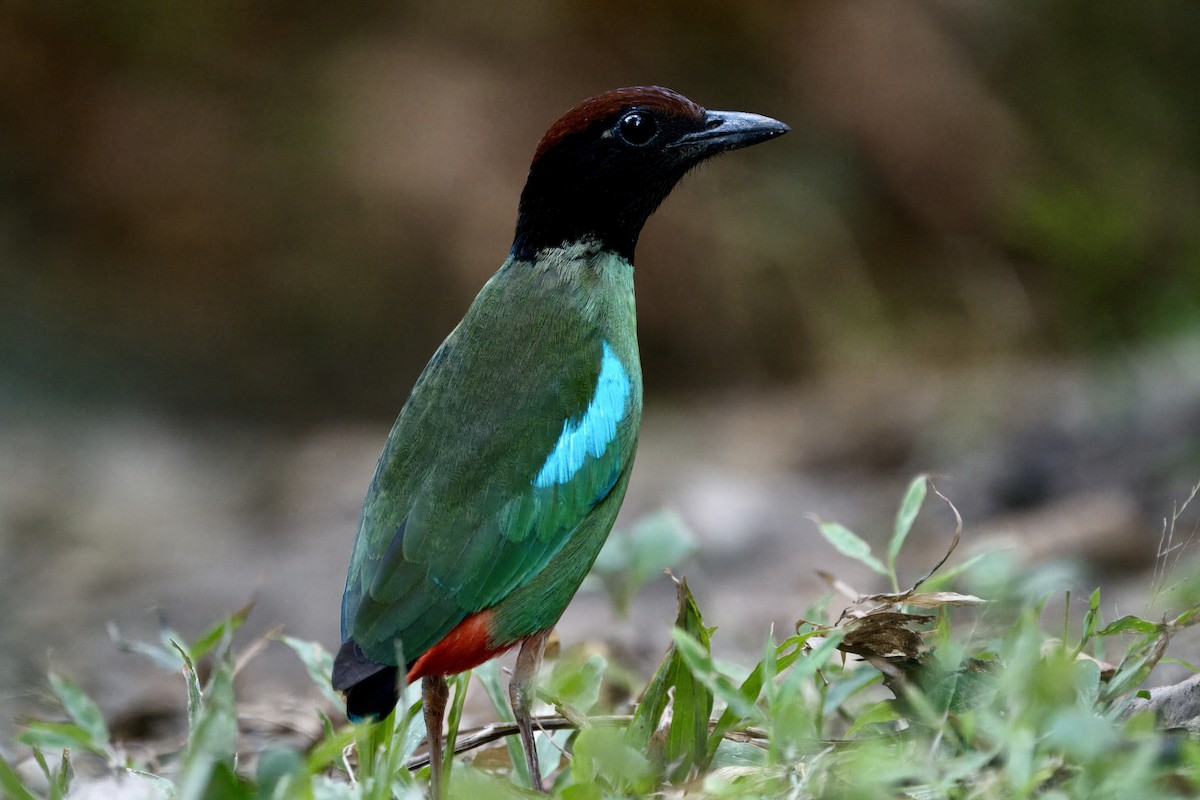 Western Hooded Pitta (Chestnut-crowned) - ML617859866
