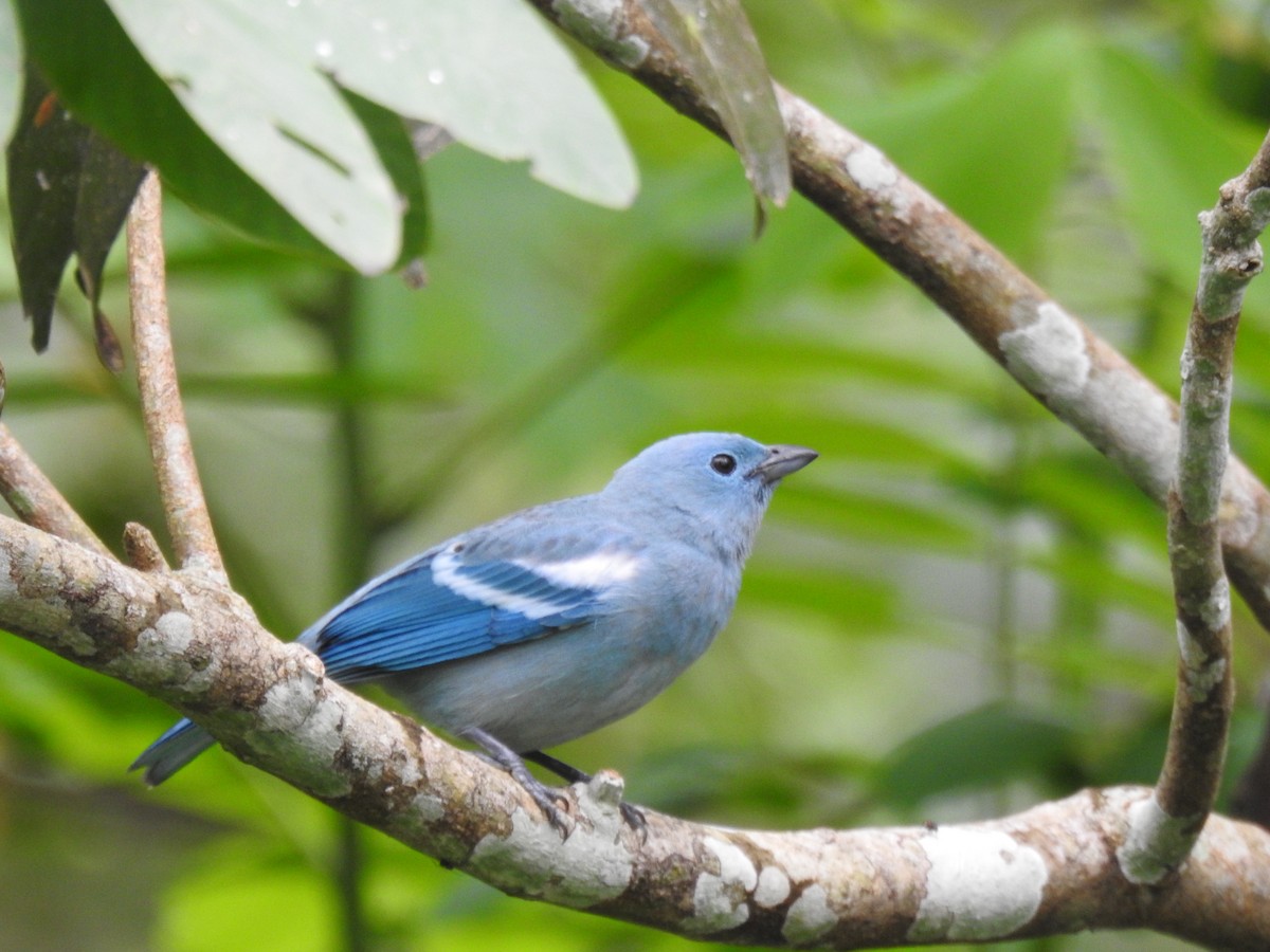 Blue-gray Tanager - ML617859889